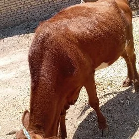 semiz unajyn