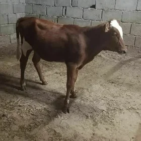 Tüwe