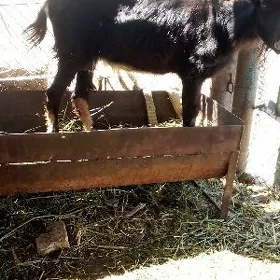 geci