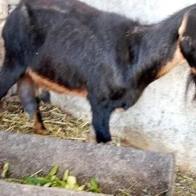sagym geci