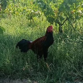 baysok