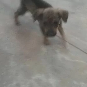 щенок