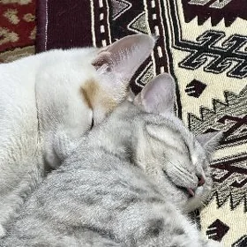 pisik