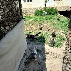 Ordek