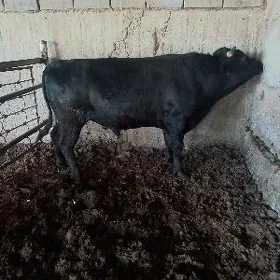 öküz