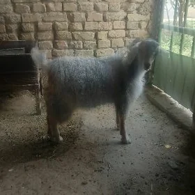 çewiş