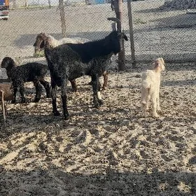 dog teke