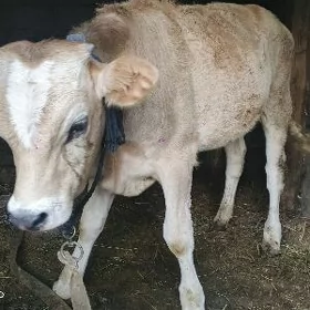ÖTÜZCE 7 AÝLYK ÝERLI MAL TOHUM
