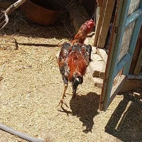 horazlar