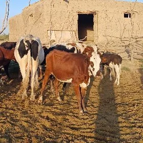Çopan gerek