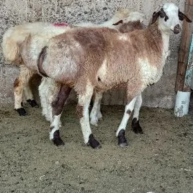 biçilen işşek