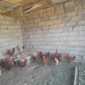 Horozlar