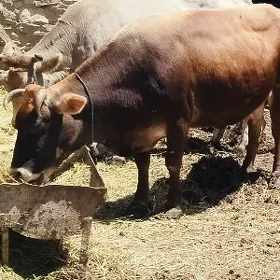Semyz baklan mal sygyr