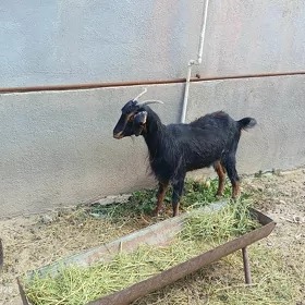 geçi