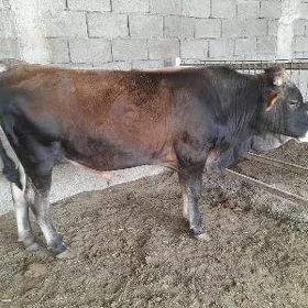 ökuz