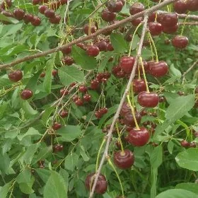 Ciya Ceresnya