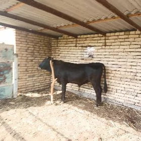 okkz