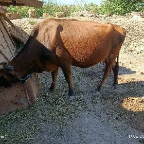 Saglyk sygyr
