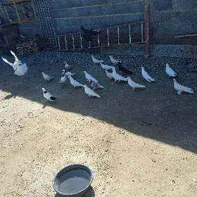 kepderi