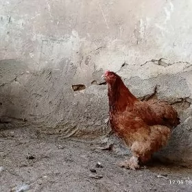 brama golt