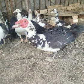 erkek indutka