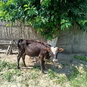 okuzce siwes