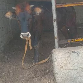 öküz tüwe