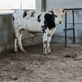 Gök ala Simental okuz