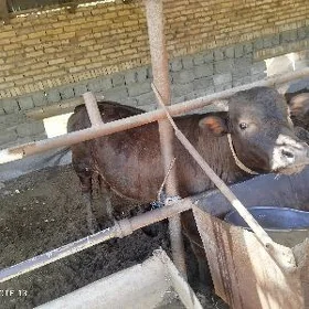 bakyly sygyr bilen okuz