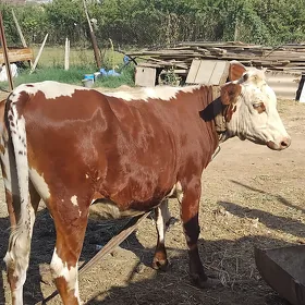 Bakylan gulajyn