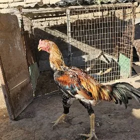 horoz