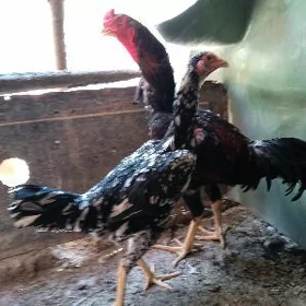 Taşgent Para