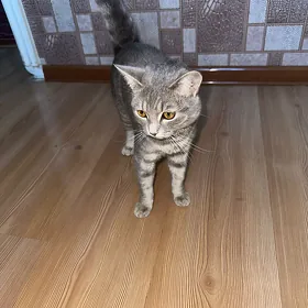 кошка