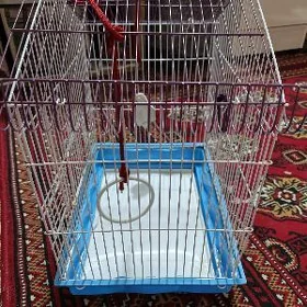 Guş ketek(kletka)