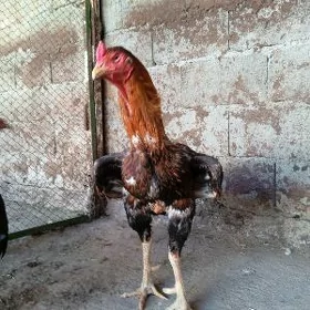 Taşgent Zalatoý..