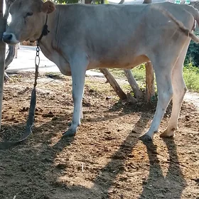 туве окуз