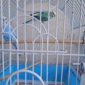popugaÿ