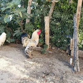 brama horaz