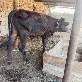 tohum öküz