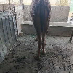 Owşuk