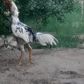 horoz
