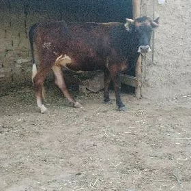 GYSYR TUWE
