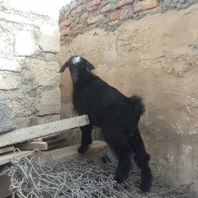 owlak guzy