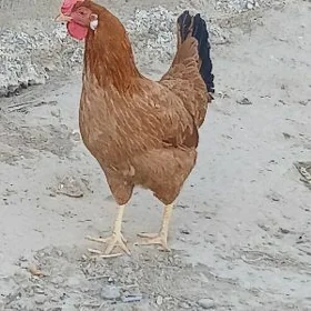 towuk