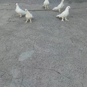 KEPDERI.SAPAŞGA