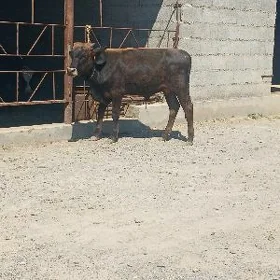 okuzce