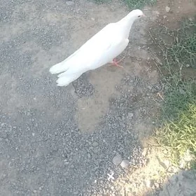 kepderi