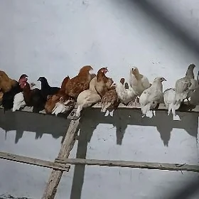 towuk товук