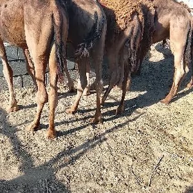 owşuk