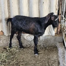geci